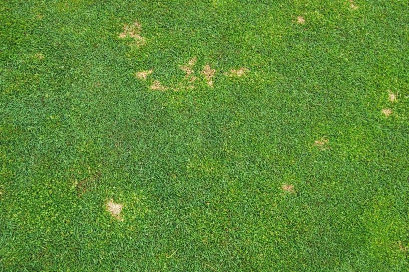 Dollarspot