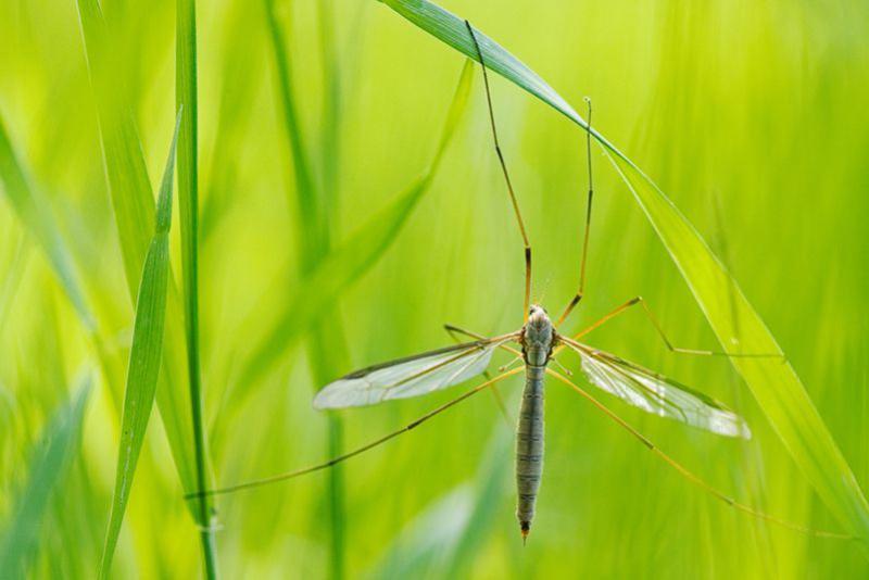 Wiesenschnake